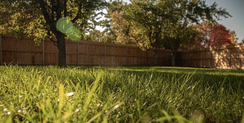 freshly mowed residential lawn orange county